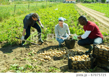 People gathering crop of potatoes People gathering crop of potatoes 67075725