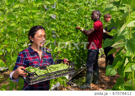 Female gardener carrying crate with bean in greenhouse Female gardener carrying crate with bean in greenhouse 67076612