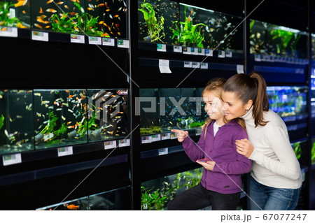 Woman with daughter in search of aquarium fish in pet shop 67077247
