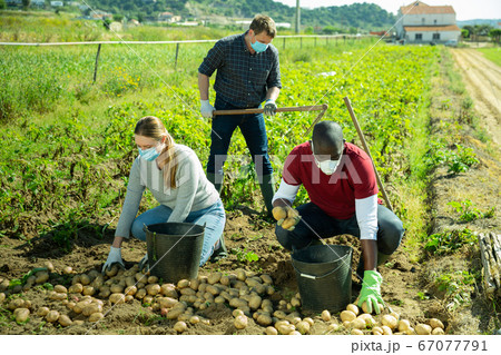 People in medical masks picking potatoes 67077791