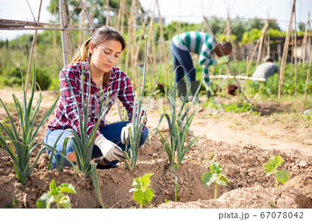 Female latino farmer weeds a bed of vegetables Female latino farmer weeds a bed of vegetables 67078042