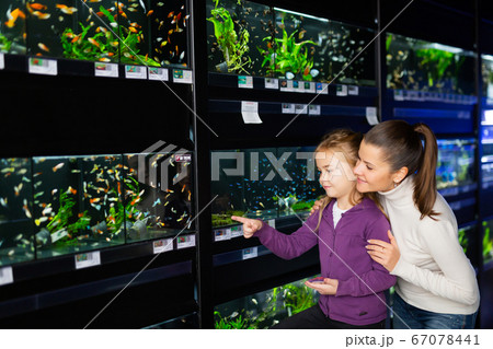 Girl with mother looking at aquarium fish in pet shop Girl with mother looking at aquarium fish in pet shop 67078441