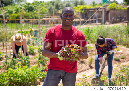 African american farmer with basket of ripe vegetables in the garden African american farmer with basket of ripe vegetables in the garden 67078490