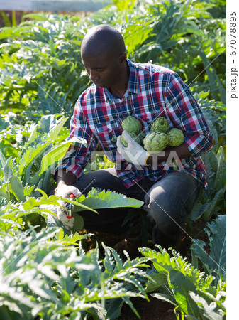 Gardener with harvested artichokes Gardener with harvested artichokes 67078895
