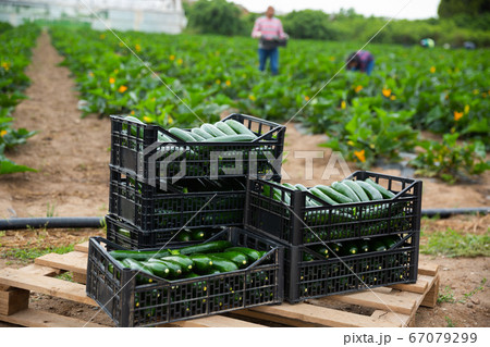 Crates with harvest of zucchini on a field 67079299