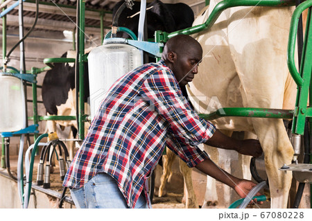 Milkmaid man staning close to automatical cow milking machines 67080228