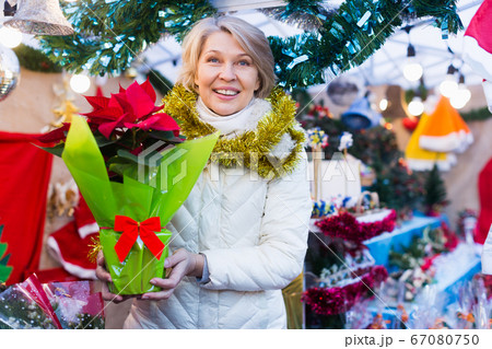 Adult woman is choosing red Christmas bouqet for present in the market Adult woman is choosing red Christmas bouqet for present in the market 67080750