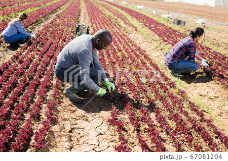African-american worker peeling and collects red lettuce 67081204