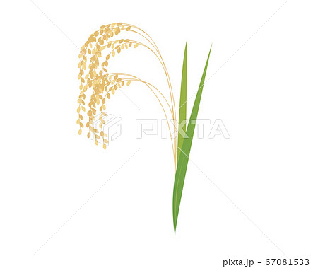 稲穂 お米 のイラストのイラスト素材