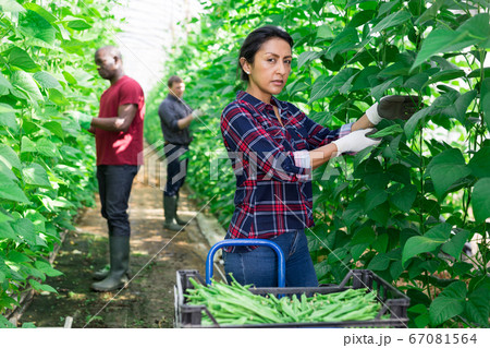 Portraite of latino woman harvests ripe beans Portraite of latino woman harvests ripe beans 67081564