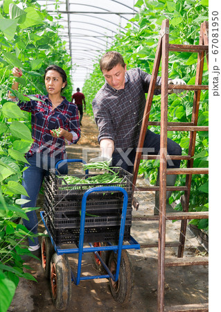 Man helps woman to harvest crop of ripe beans 67081950