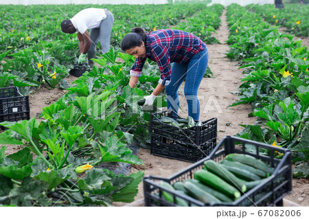 Hired workers harvest zucchini 67082006