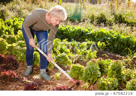 Mature woman gardening with hoe 67082219