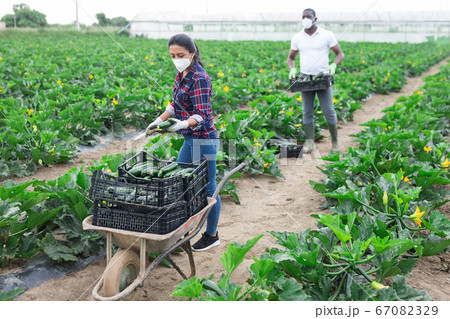 Farm workers in medical masks harvesting zucchini 67082329