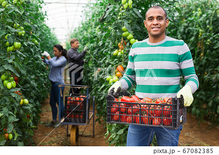 Latin American man carrying box with tomatoes in hothouse Latin American man carrying box with tomatoes in hothouse 67082385