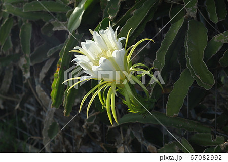 ドラゴンフルーツの花 67082992