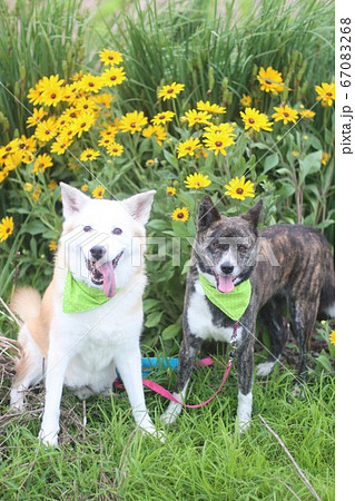 笑顔で並ぶ2匹の犬と花 笑顔で並ぶ2匹の犬と花 67083268