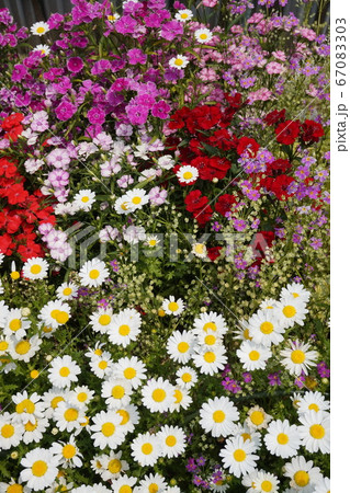 春の花畑 春の花畑 67083303