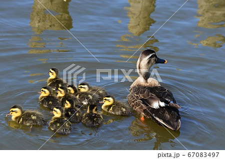 カルガモのヒナドリ達　池の中で 67083497