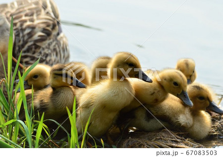 カルガモのヒナドリ達　池の中で 67083503