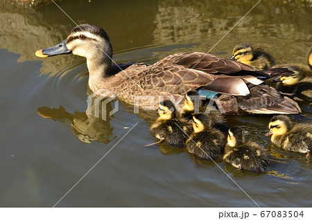 カルガモのヒナドリ達　池の中で 67083504