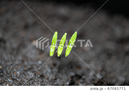 ミニトマトの発芽 67083771