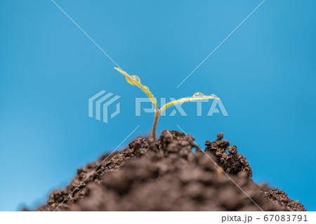 ミニトマト アイコの発芽 ミニトマト アイコの発芽 67083791