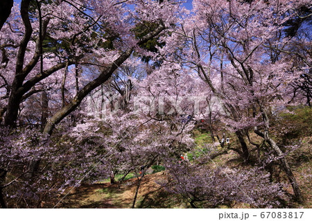 彼岸桜 彼岸桜 67083817