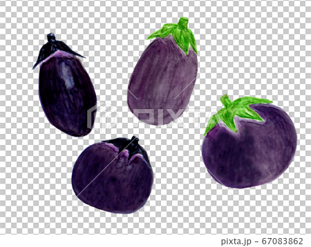 大米茄子和圓形茄子(水彩) 大米茄子和圓形茄子(水彩) 67083862