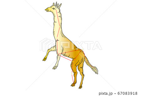 88星座影あり金きりん座 88星座影あり金きりん座 67083918