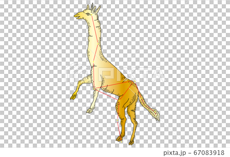 88星座影あり金きりん座 88星座影あり金きりん座 67083918