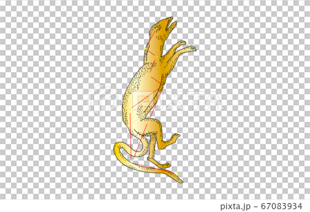 88星座影あり金とかげ座 67083934