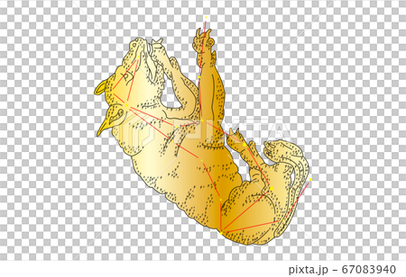 88星座影あり金おおかみ座 67083940