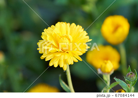 黄色いキンセンカの花（アップ） 67084144