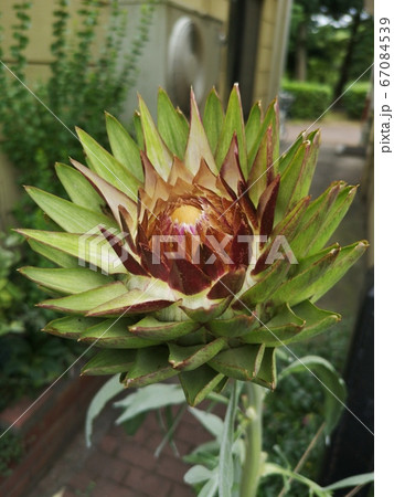 大きな花 67084539