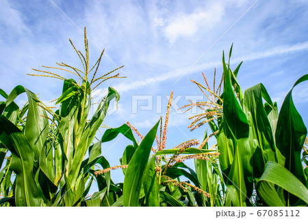 Corn field 67085112