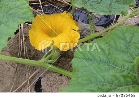 カボチャの雌花の写真素材