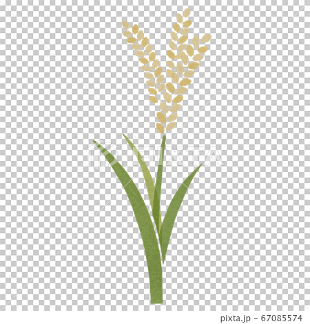 黄色く実った稲穂 手描き風のイラスト素材