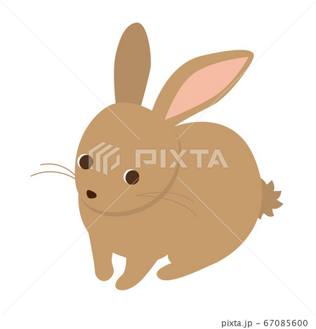 上目使いのうさぎ 上目使いのうさぎ 67085600