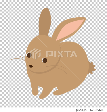 Rabbit with a good eye Rabbit with a good eye 67085600