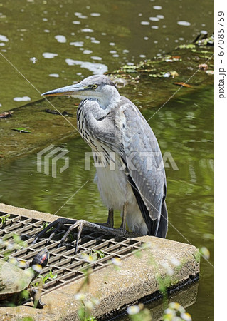 【野鳥】アオサギ　青鷺　堺市の都市公園にて 67085759