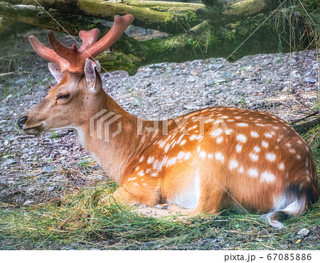 A sika deer Lying on the ground and grassの写真素材 [67085886] - PIXTA