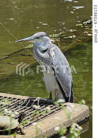 【野鳥】アオサギ　青鷺　堺市の都市公園にて 67086153
