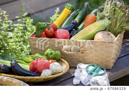 家庭菜園、農園イメージ　野菜物撮り 67086329