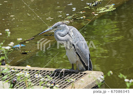 【野鳥】アオサギ　青鷺　堺市の都市公園にて 67086345