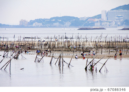 愛知県西尾市東幡豆海岸　潮干狩り風景 67086346