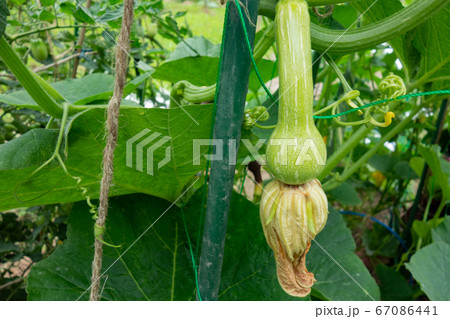 家庭菜園におけるバターナッツカボチャの栽培、カボチャの花と実 家庭菜園におけるバターナッツカボチャの栽培、カボチャの花と実 67086441