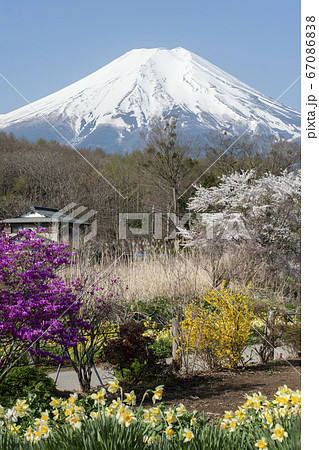 水仙 レンギョウ ミツバツツジや桜と積雪の富士山 忍野村の写真素材