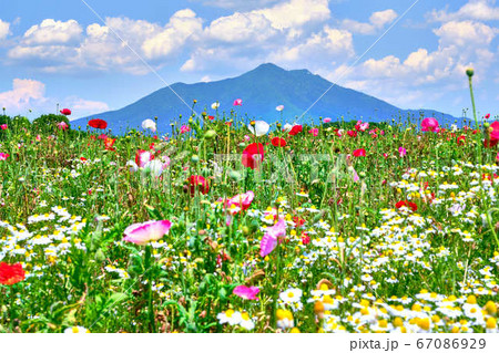 6月12日正午茨城県下妻市小貝川のフラワーパークからポピーと筑波山 67086929
