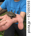 ミドリガメの赤ちゃんを捕まえて見せに来た子ども 67086998